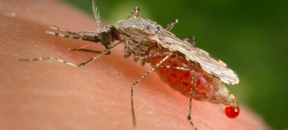 New Mosquito Brings Year-Round Malaria To Kenya