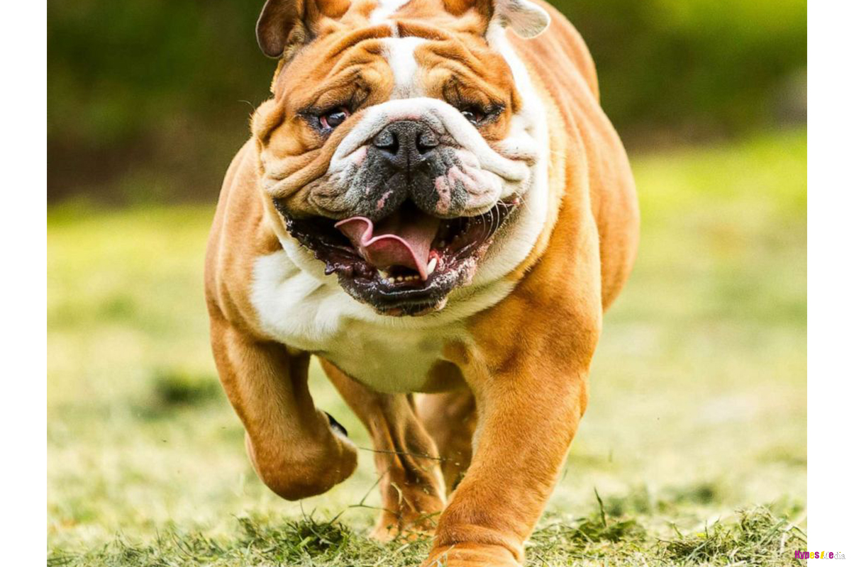 Bulldogs attack, kill 8-year-old boy in Kumasi