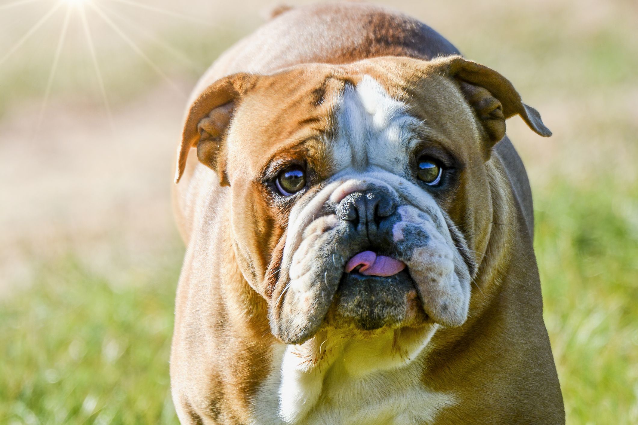 Bulldogs attack, kill 8-year-old boy in Kumasi