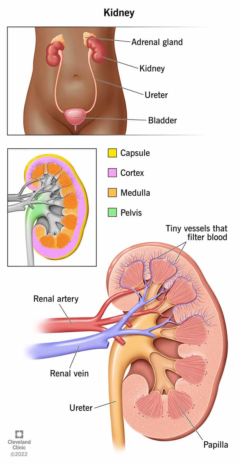 Is Your Kidney Health Okay?