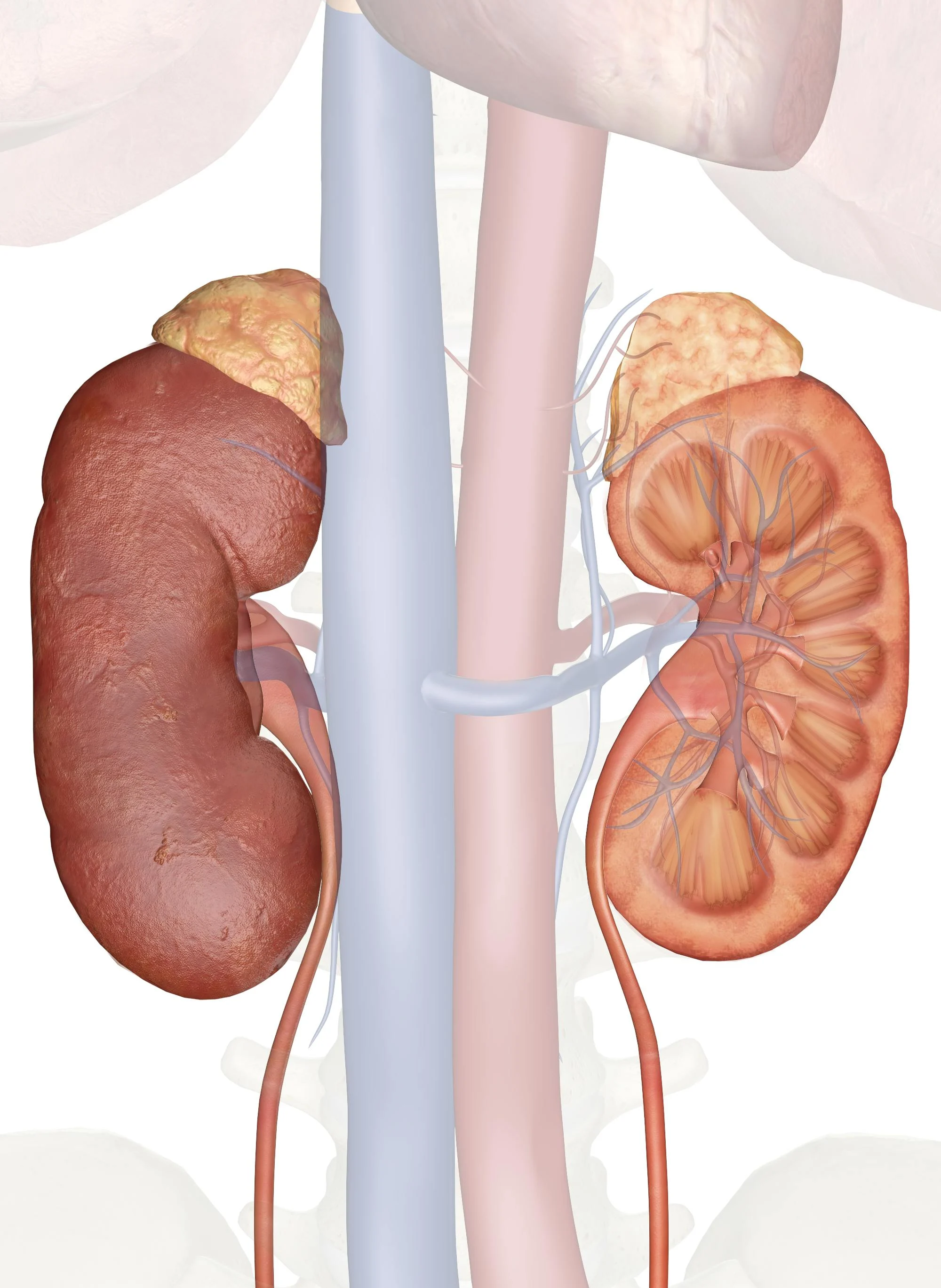 Is Your Kidney Health Okay?